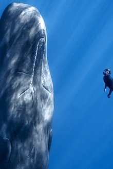 Patrick-and-the-Whale