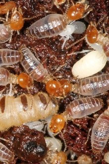 L'Univers-grouillant-des-termites