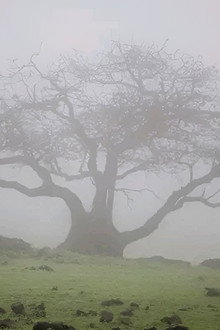 Mani Petha Brath Nest