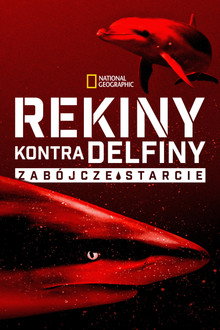 Rekiny kontra delfiny: zabójcze starcie