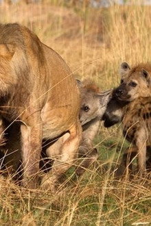 Eternal Enemies: Lions and Hyenas