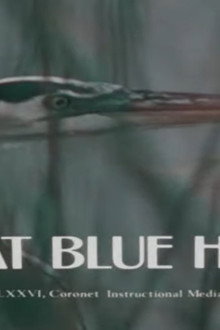The Great Blue Heron