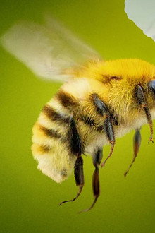 Secrets-of-the-Bees