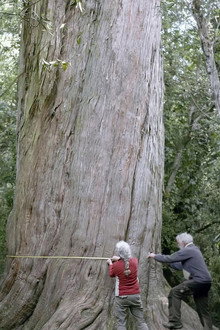 Nouvelle-Zélande, la forêt des géants