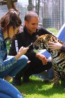 Lions, Tigers and Texts