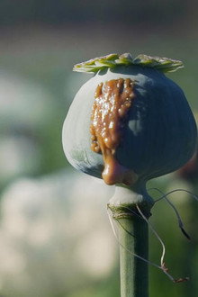 Histoire du trafic de drogue