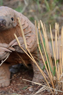 World's Greatest Animal Encounters