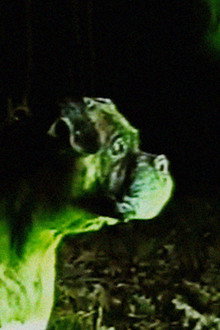 Bonkey: The Mutated