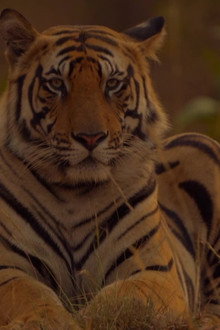 Sundarbans, le dernier royaume du tigre