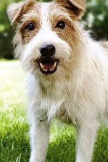Photo of Cosmo