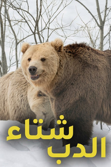 شتاء الدب