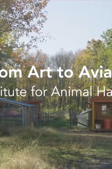 From Art to Avians