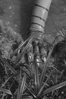 FROGGER, LA CREATURE DU LAC