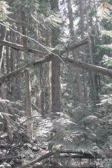 Bigfoot Encounters in the Pacific Northwest