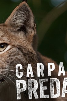 Carpathian-Predators