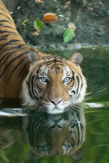 Malaysia's Last Tigers