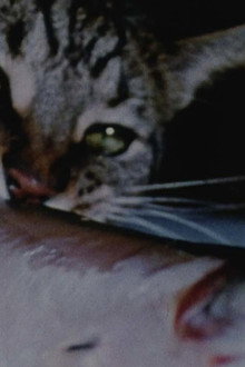 Cat Food