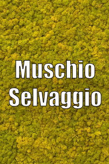 Muschio Selvaggio