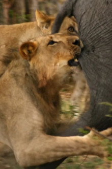 Africa's Giant Killers