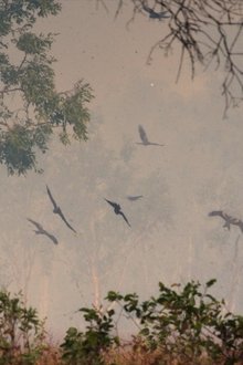 Um-Ano-Selvagem-na-Terra