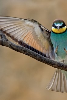 Wild-Israel