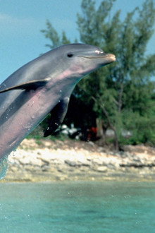 Flipper