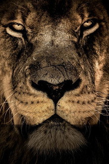 Big Cats