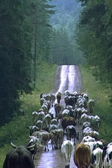 Naturens gång