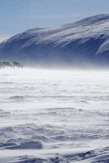 Terres sauvages du Grand Nord