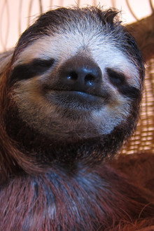Meet the Sloths