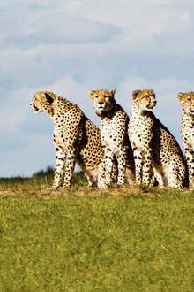 Predator Bloodlines