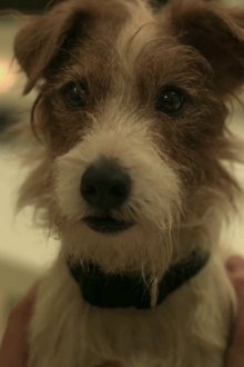 Photo of Cosmo