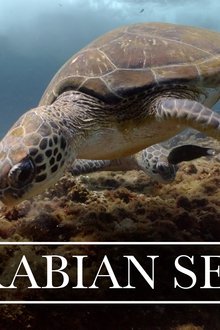 Arabian-Seas