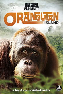 Orangutan Island