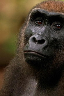 Gorilla