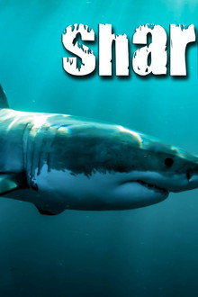 Shark Quest