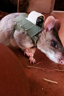 Räumkommando-Riesenratte---Spürnasen-auf-Minensuche