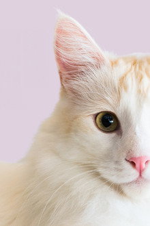 Catwalk 2: The Comeback Cats