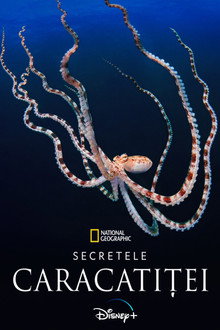Secretele caracatiței