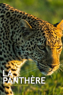 La Panthère