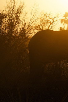 Africa Untamed