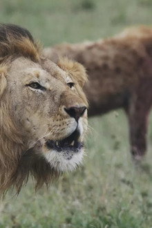 Lions and Hyenas: Owners of Death, Guardians of Life