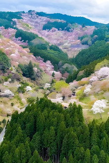 4K さくら 春を彩る華やかな桜のある風景
