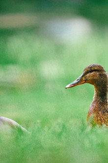 Den Menneskelige Naturen