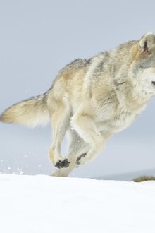 L'Odyssée-du-loup