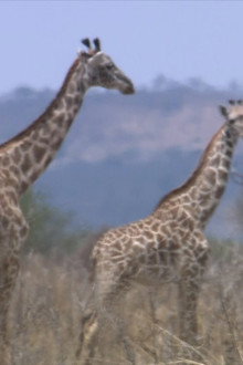 The World Natural Heritage Africa