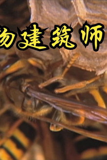 动物建筑师