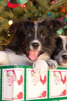 Les-12-chiens-de-Noël-2