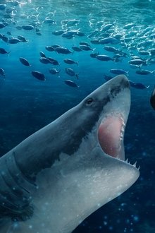 Orca-Vs.-Great-White