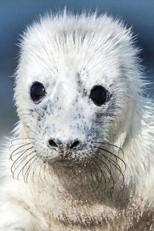 Cuddly & Wild: adorable animal babies